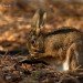 Hare Jan 06